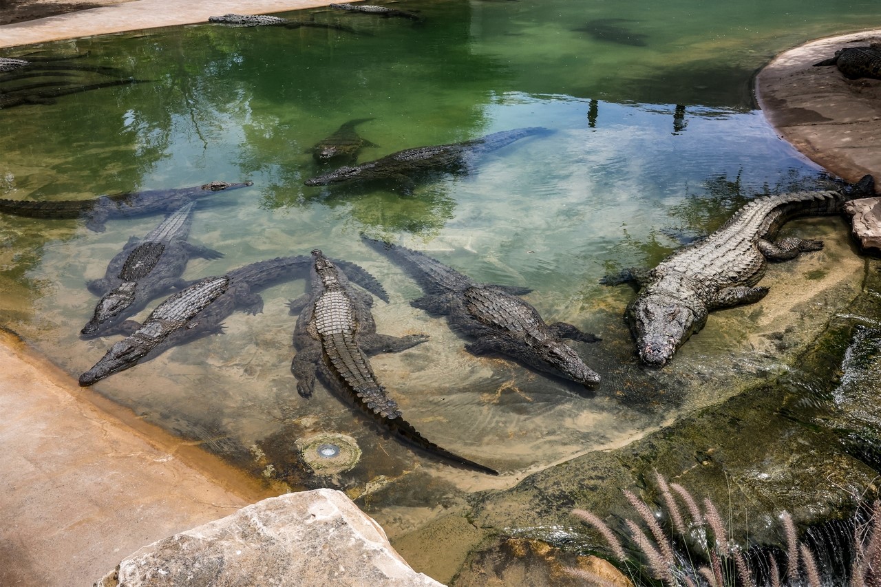 حديقة للتماسيح في دبي تُعرّف الزوار بعالم هذه الحيوانات