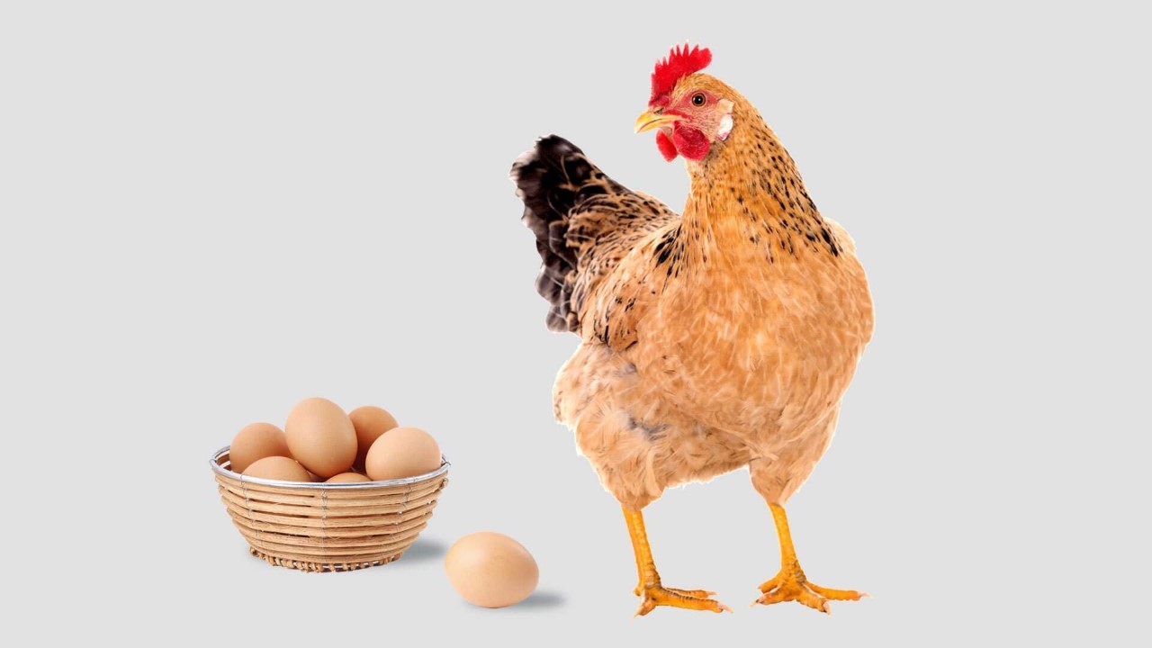 أخيرا…حل لغز الدجاجة و البيضة