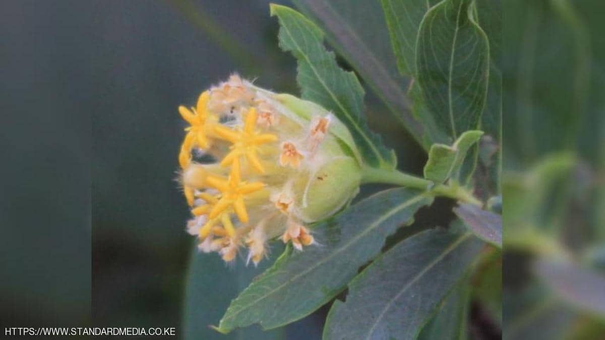 باحثون يكتشفون حلا للسمنة في نبتة