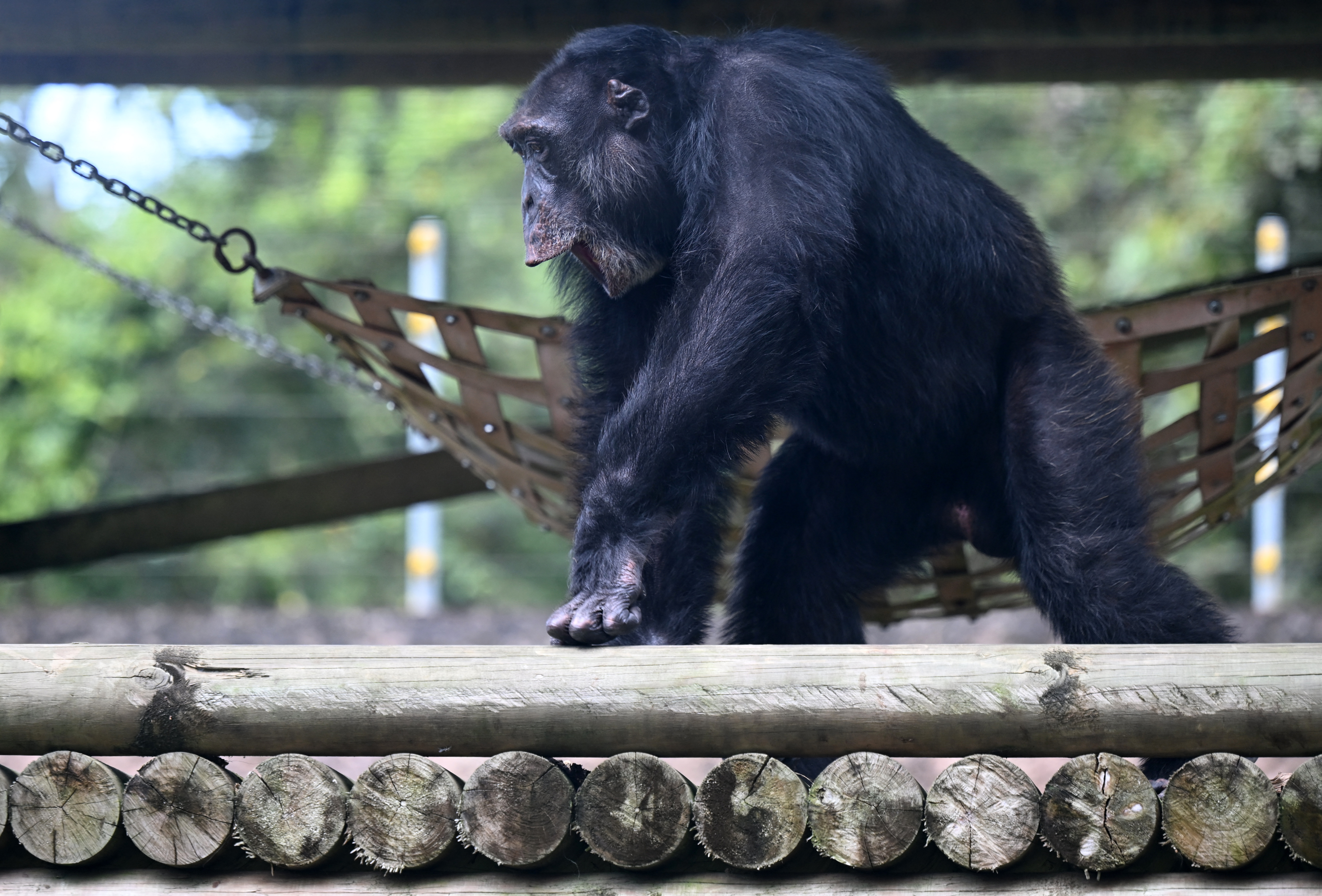 AFP__20250323__37JX6CQ__v1__HighRes__ColombiaBrazilAnimalChimpanzee