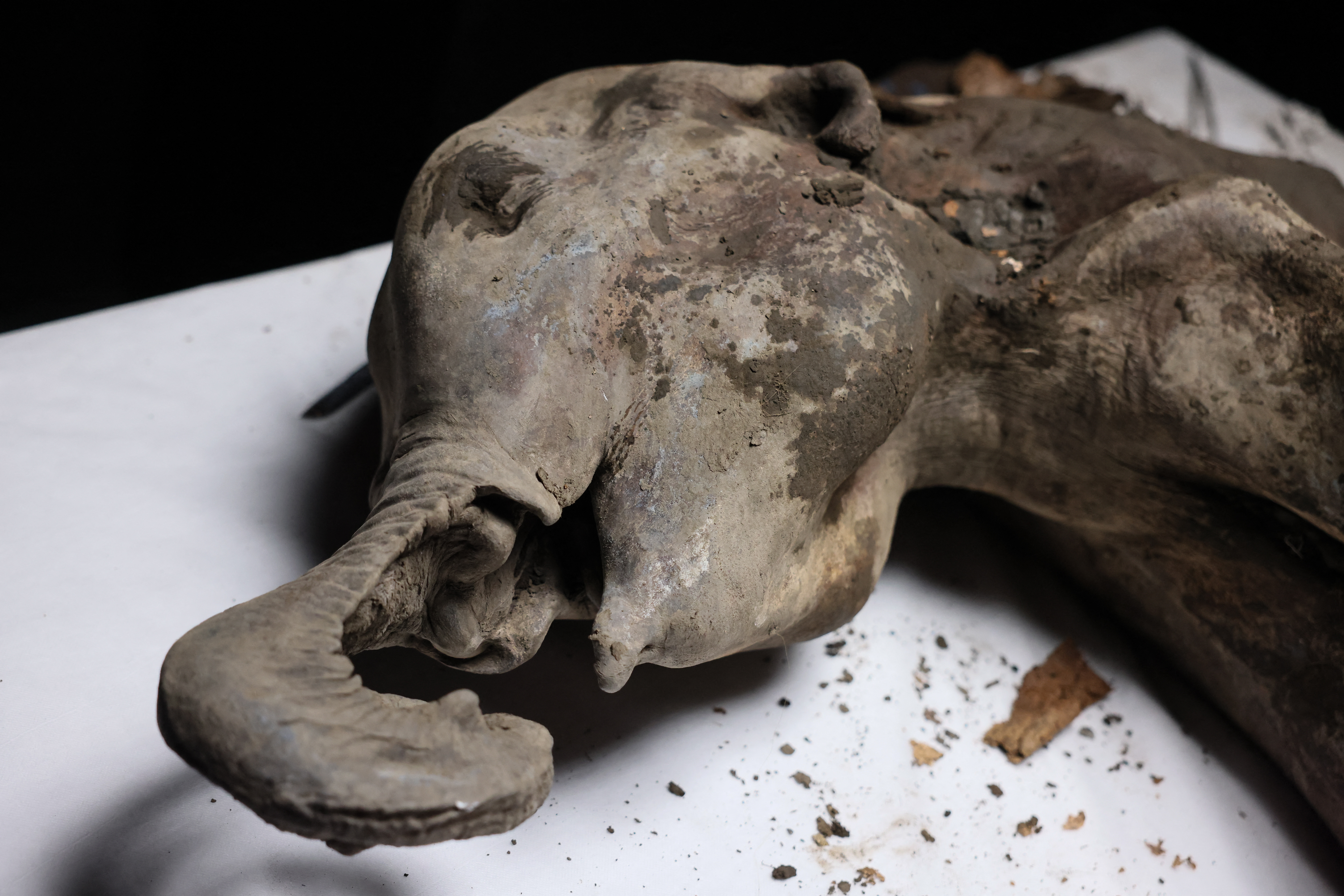 AFP__20250327__38366TZ__v3__HighRes__RussiaScienceEnvironmentAnimal