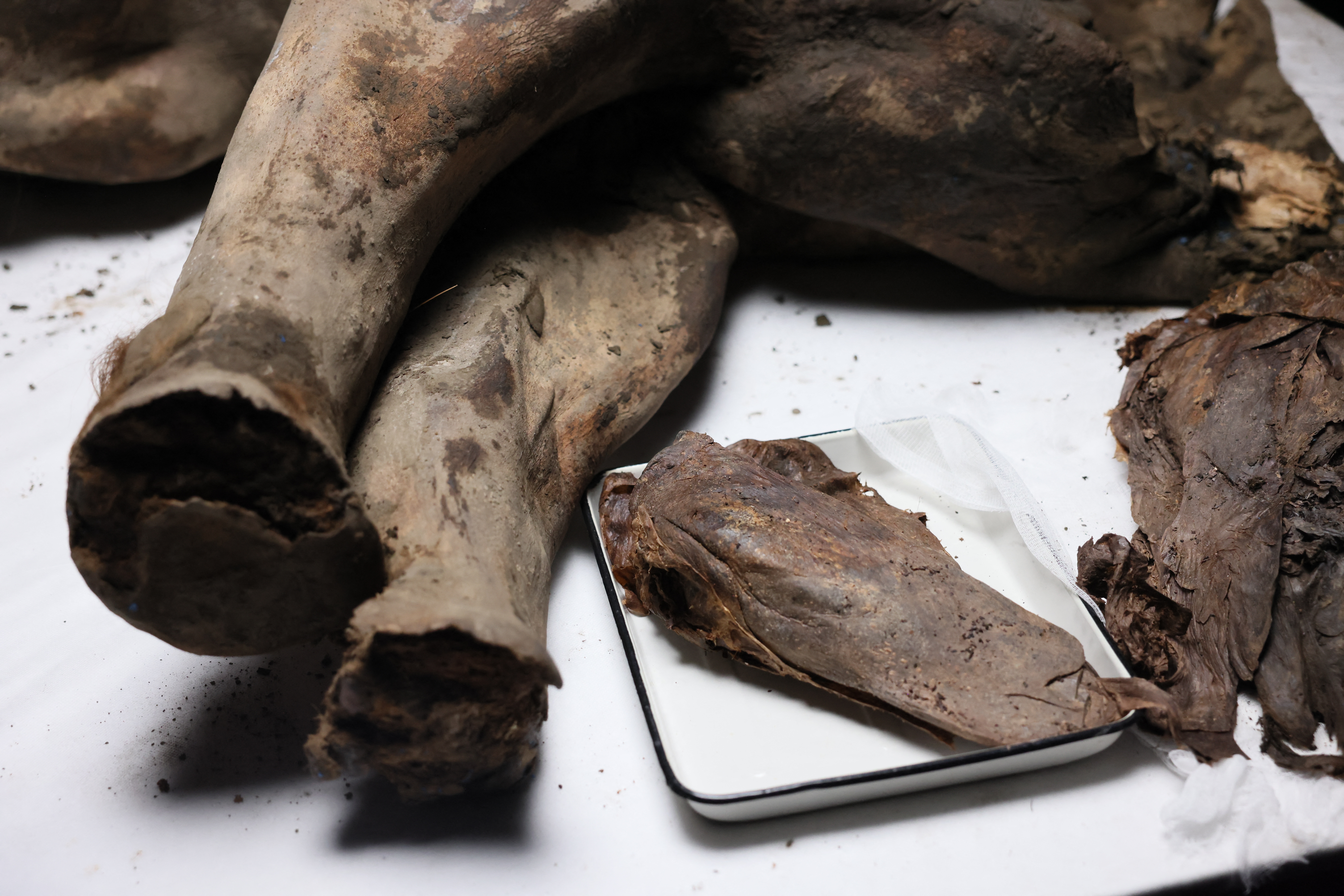 AFP__20250327__38366UC__v3__HighRes__RussiaScienceEnvironmentAnimal