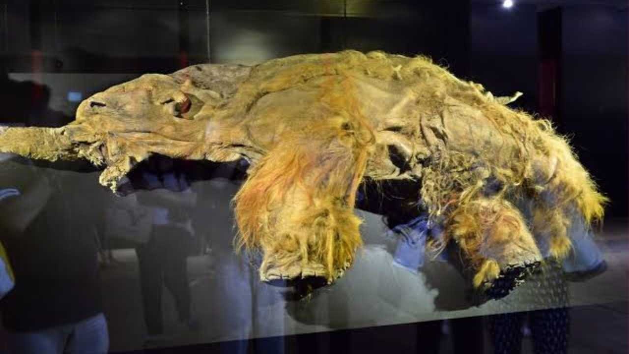 جزيئات عمرها 40 ألف سنة تكشف آخر لحظات الماموث